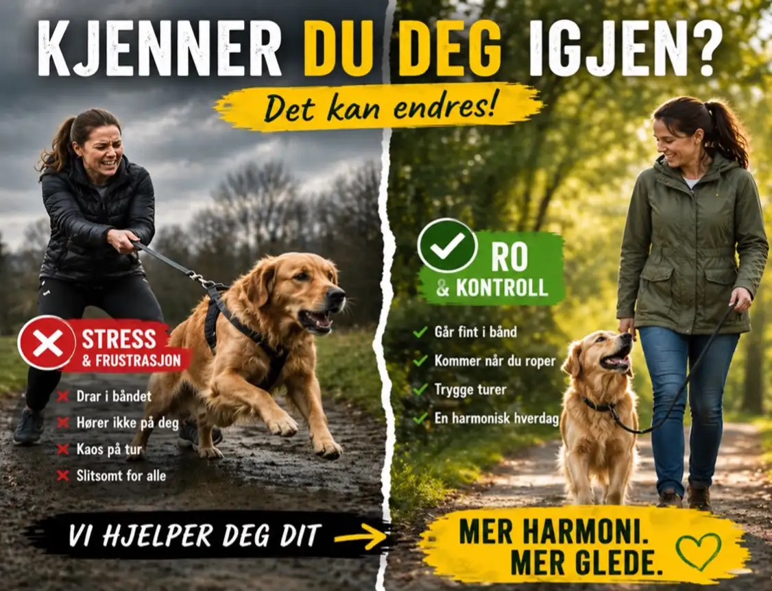 En rolig og harmonisk hverdag med familiehunden – en drøm kan bli til virkelighet